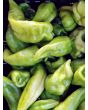 Hot Pepper ‘Beaver Dam’ Seeds (Certified Organic) 