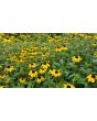 Brown-Eyed Susan