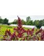 Amaranth 'Pygmy Torch' 