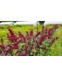 Amaranth 'Pygmy Torch' 