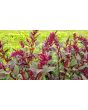 Amaranth 'Pygmy Torch' 
