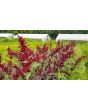 Amaranth 'Pygmy Torch' 