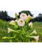 Tobacco 'Scherazi' 