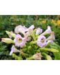 Tobacco 'Scherazi' 
