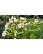 Tobacco 'Scherazi' 
