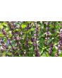 Basil 'Thai'