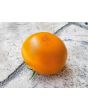 Tomato 'Thorburn's Terra Cotta' Plant 