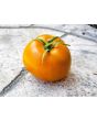 Tomato 'Thorburn's Terra Cotta' Plant 