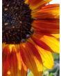 Sunflower 'Velvet Queen'