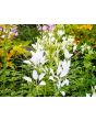 Spider Flower Mix