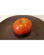 Tomato 'Beaverlodge Slicer' 