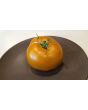 Tomato 'Thorburn's Terra Cotta' 