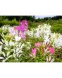 Spider Flower Mix