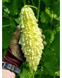 White Bitter Melon Seeds (Certified Organic)