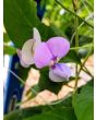 Pole Yard Long Bean 'Chinese Red Noodle' 