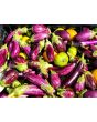 Eggplant ‘Mumbai’
