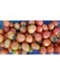 Tomato 'Ross Red Salad' 