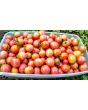 Tomato 'Garden Pearl' Seeds (Certified Organic)