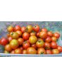 Tomato 'Sakura F2' Seeds (Certified Organic)
