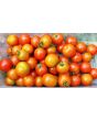Tomato 'Sakura F2' Seeds (Certified Organic)