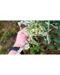 Tomato 'Variegated' AKA 'Splash of Cream'