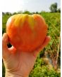 Tomato 'Monomakh's Hat'