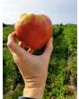 Tomato 'Monomakh's Hat'