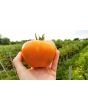Tomato 'Rutgers'