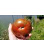 Tomato 'Girl Girl's Weird Thing' 