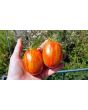 Tomato 'Russian Queen' 
