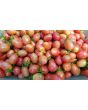 Tomato 'Pink Grape' 