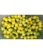 Tomato 'Snow White'