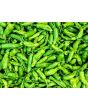 Pepper MILD 'Shishito' Plant