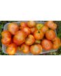 Tomato 'Mountain Princess'
