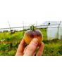 Tomato 'Wooly Kate'