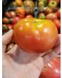 Tomato 'Cannonball' Seeds (Certified Organic)