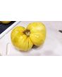 Tomato 'Great White'