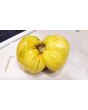 Tomato 'Great White'