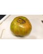 Tomato 'Green Giant' Seeds (Certified Organic)