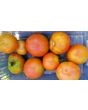 Tomato 'Cuostralee'