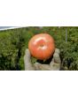 Tomato 'Omar's Lebanese' 