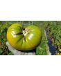 Tomato 'Aunt Ruby's German Green' Seeds (Certified Organic)