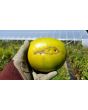 Tomato 'Aunt Ruby's German Green' Seeds (Certified Organic)