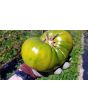 Tomato 'Aunt Ruby's German Green' Seeds (Certified Organic)