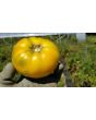 Tomato 'Pork Chop' Seeds (Certified Organic)