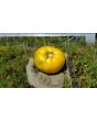 Tomato 'Pork Chop' Seeds (Certified Organic)