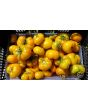 Tomato 'Rumi Banjan'