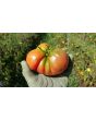 Tomato 'Seek-No-Further Love Apple'