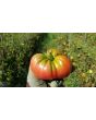 Tomato 'Seek-No-Further Love Apple'