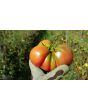 Tomato 'Seek-No-Further Love Apple'